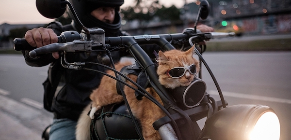 Кот на байке