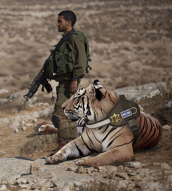 Тигроводство