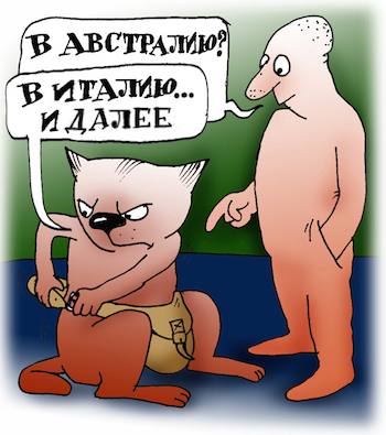 Кот путешественник