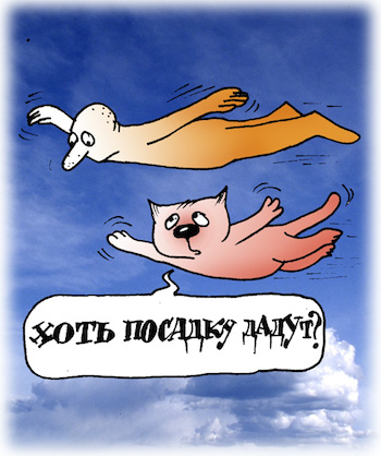 Кот путешественник